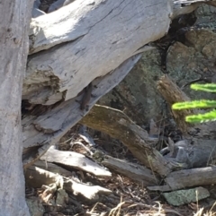 Egernia cunninghami (Cunningham's Skink) at Sutton, ACT - 29 Jan 2017 by RyanW