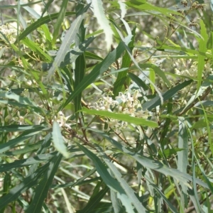 Lomatia myricoides at Paddys River, ACT - 28 Jan 2017