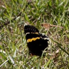 Eutrichopidia latinus (Yellow-banded Day-moth) at Acton, ACT - 29 Jan 2017 by JudithRoach