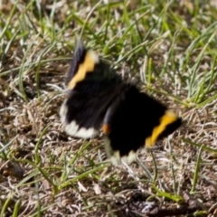 Eutrichopidia latinus at Acton, ACT - 29 Jan 2017 08:30 AM