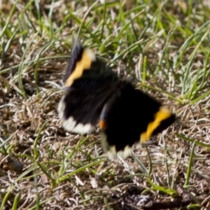 Eutrichopidia latinus at Acton, ACT - 29 Jan 2017 08:30 AM