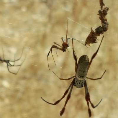 Trichonephila edulis (Golden orb weaver) at Jerrabomberra, ACT - 28 Jan 2017 by Mike