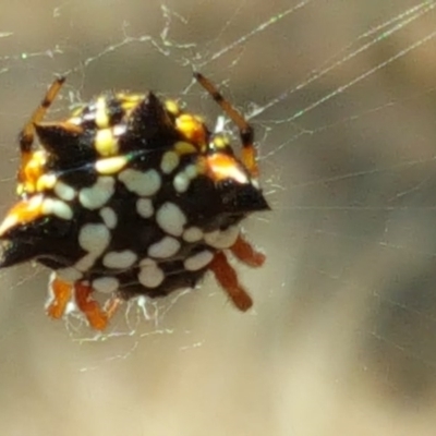 Austracantha minax (Christmas Spider, Jewel Spider) at Jerrabomberra, ACT - 27 Jan 2017 by Mike