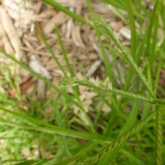 Eleusine indica (Crowsfoot Grass) at Mount Ainslie to Black Mountain - 22 Jan 2017 by JanetRussell