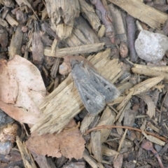 Agrotis infusa (Bogong Moth, Common Cutworm) at Canberra, ACT - 23 Jan 2017 by JanetRussell