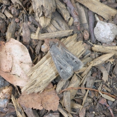 Agrotis infusa (Bogong Moth, Common Cutworm) at Canberra, ACT - 23 Jan 2017 by JanetRussell