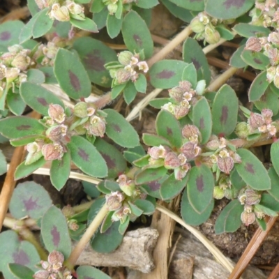 Euphorbia maculata (Eyebane) at Canberra, ACT - 23 Jan 2017 by JanetRussell