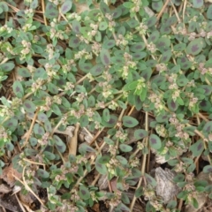 Euphorbia maculata at Canberra, ACT - 23 Jan 2017