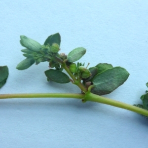 Euphorbia maculata at Canberra, ACT - 23 Jan 2017