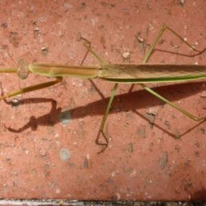 Tenodera australasiae at Canberra, ACT - 23 Jan 2017 12:29 PM