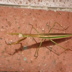 Tenodera australasiae at Canberra, ACT - 23 Jan 2017 12:29 PM