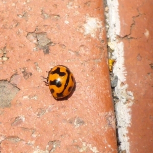 Coccinella transversalis at Canberra, ACT - 23 Jan 2017 12:30 PM