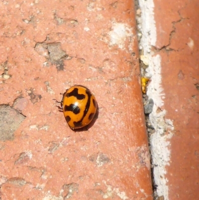 Coccinella transversalis (Transverse Ladybird) at Canberra, ACT - 23 Jan 2017 by JanetRussell