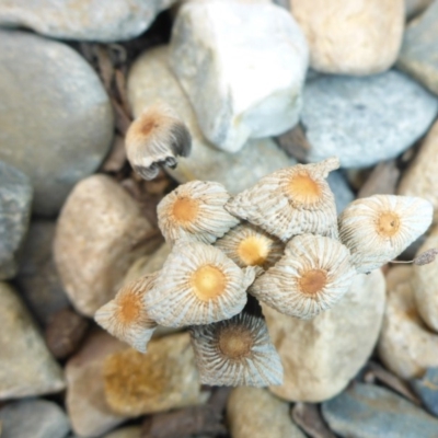 Coprinellus etc. (An Inkcap) at Reid, ACT - 24 Jan 2017 by JanetRussell