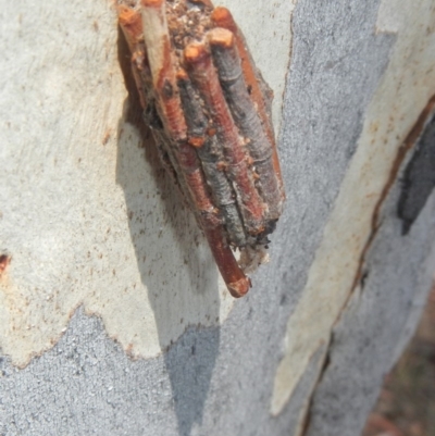 Clania lewinii (Lewin's case moth) at Higgins, ACT - 28 Jan 2017 by Alison Milton