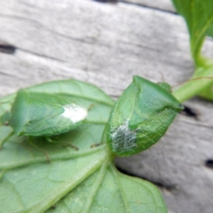 Nezara viridula at Higgins, ACT - 26 Jan 2017