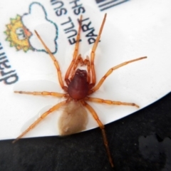 Dysdera crocata (Slater-eating Spider) at Higgins, ACT - 23 Jan 2017 by Alison Milton