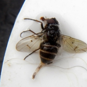 Helina sp. (genus) at Higgins, ACT - 23 Jan 2017