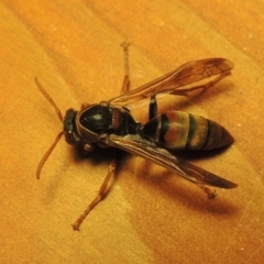 Polistes (Polistella) humilis (Common Paper Wasp) at Pollinator-friendly garden Conder - 21 Mar 2016 by michaelb