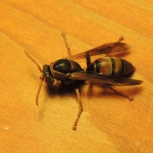 Polistes (Polistella) humilis at Conder, ACT - 21 Mar 2016