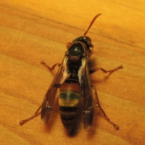 Polistes (Polistella) humilis at Conder, ACT - 21 Mar 2016