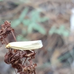 Telocharacta metachroa (A concealer moth) at Isaacs, ACT - 29 Jan 2017 by Mike