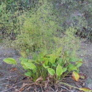 Alisma plantago-aquatica at Tharwa, ACT - 29 Jan 2017 07:40 PM