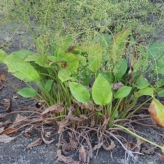 Alisma plantago-aquatica at Tharwa, ACT - 29 Jan 2017 07:40 PM