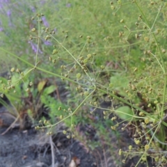 Alisma plantago-aquatica at Tharwa, ACT - 29 Jan 2017 07:40 PM