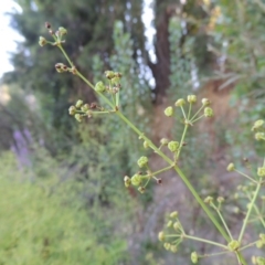 Alisma plantago-aquatica at Tharwa, ACT - 29 Jan 2017 07:40 PM