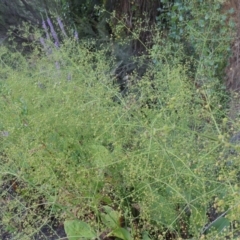 Alisma plantago-aquatica at Tharwa, ACT - 29 Jan 2017 07:40 PM