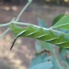 Psilogramma casuarinae (Privet Hawk Moth) at Isaacs, ACT - 29 Jan 2017 by Mike