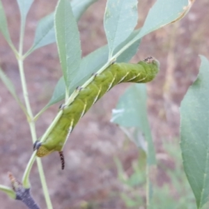 Psilogramma casuarinae at Isaacs, ACT - 30 Jan 2017