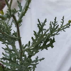 Senecio bathurstianus at Isaacs, ACT - 30 Jan 2017