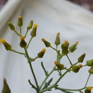 Senecio bathurstianus at Isaacs, ACT - 30 Jan 2017 08:56 AM