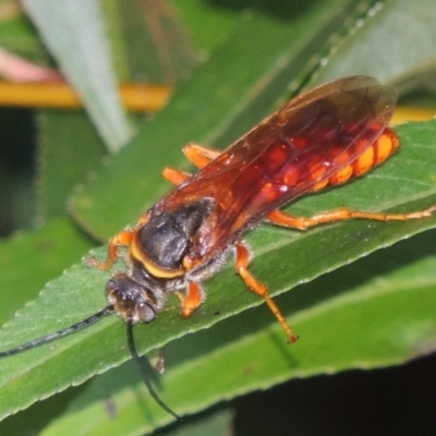 Thynnus zonatus (Native Flower Wasp) at Paddys River, ACT - 29 Jan 2017 by MichaelBedingfield