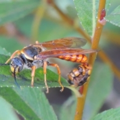 Thynnus zonatus at Paddys River, ACT - 29 Jan 2017