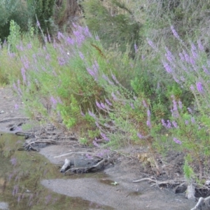 Lythrum salicaria at Paddys River, ACT - 29 Jan 2017