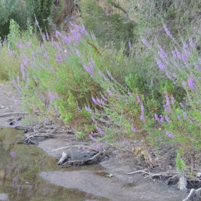 Lythrum salicaria (Purple Loosestrife) at Paddys River, ACT - 29 Jan 2017 by michaelb