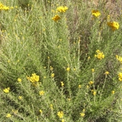 Chrysocephalum semipapposum (Clustered Everlasting) at Kambah, ACT - 19 Dec 2010 by MatthewFrawley