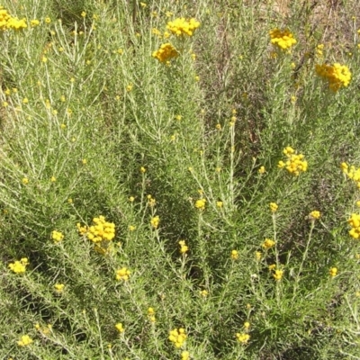 Chrysocephalum semipapposum (Clustered Everlasting) at Kambah, ACT - 18 Dec 2010 by MatthewFrawley