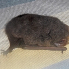 Nyctophilus sp. (genus) (A long-eared bat) at Higgins, ACT - 18 May 2013 by Alison Milton