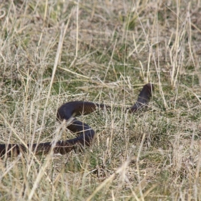 Pseudonaja textilis (Eastern Brown Snake) at Dunlop, ACT - 15 Sep 2012 by AlisonMilton