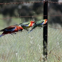 Platycercus eximius (Eastern Rosella) at Hawker, ACT - 26 Oct 2013 by Alison Milton