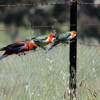 Platycercus eximius (Eastern Rosella) at Hawker, ACT - 26 Oct 2013 by Alison Milton