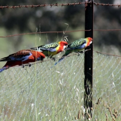 Platycercus eximius (Eastern Rosella) at Hawker, ACT - 27 Oct 2013 by AlisonMilton