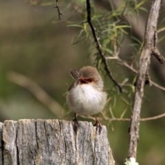 Malurus cyaneus (Superb Fairywren) at The Pinnacle - 16 Aug 2014 by AlisonMilton
