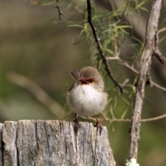 Malurus cyaneus (Superb Fairywren) at Hawker, ACT - 16 Aug 2014 by Alison Milton