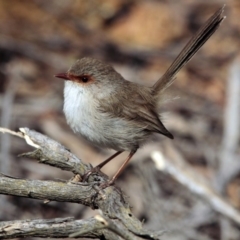 Malurus cyaneus at Hawker, ACT - 16 Aug 2014