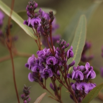 Hardenbergia violacea (False Sarsaparilla) at The Pinnacle - 16 Aug 2014 by AlisonMilton